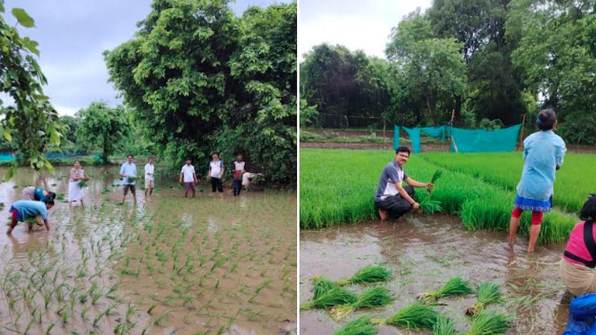 Navi Mumbai's Last Paddy Fields Preserve Agrarian Heritage