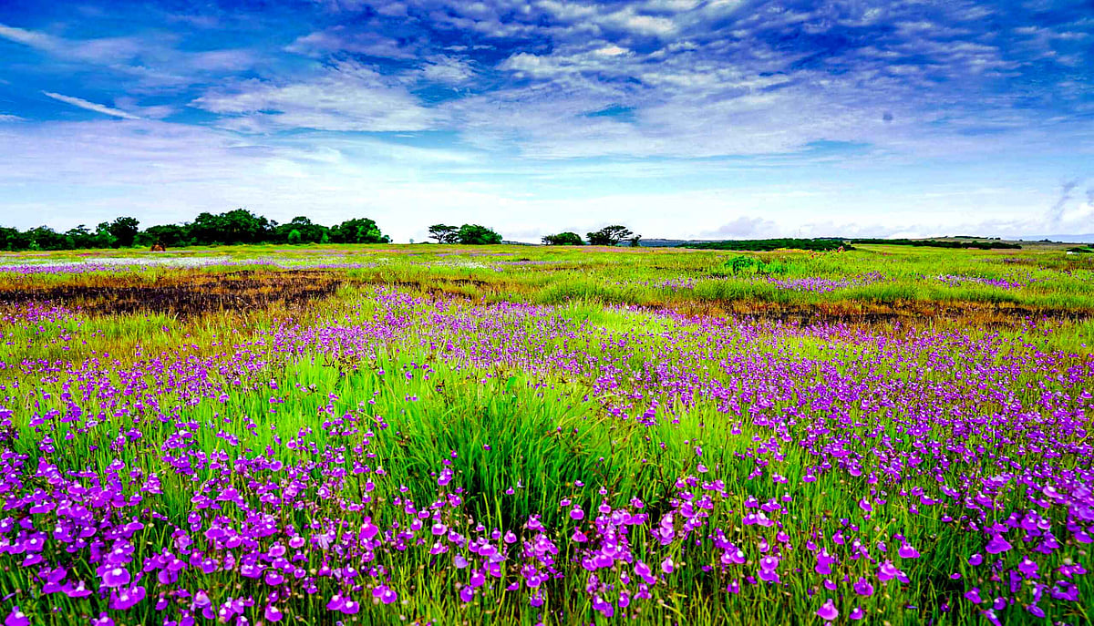 Kaas Plateau Reopens September 1
