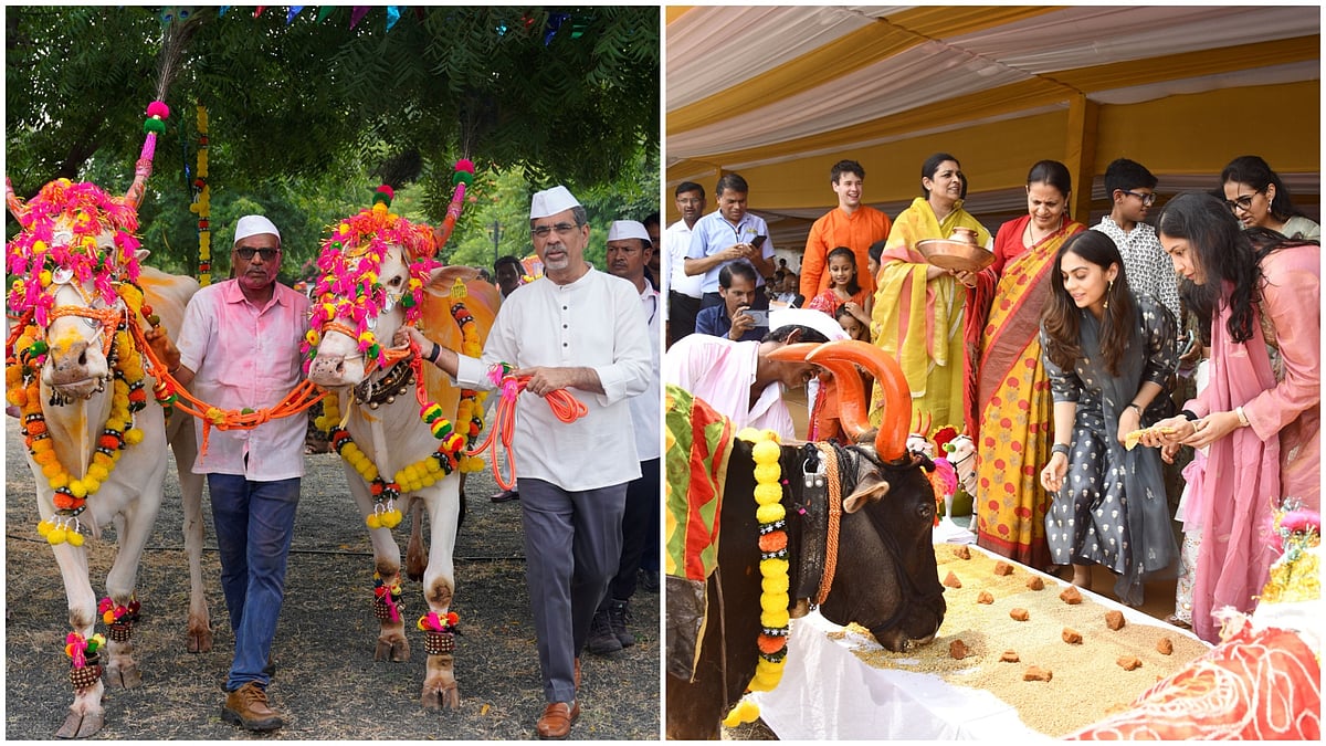 Jalgaon Celebrates Pola Festival With Tribal Dance, Bull Procession
