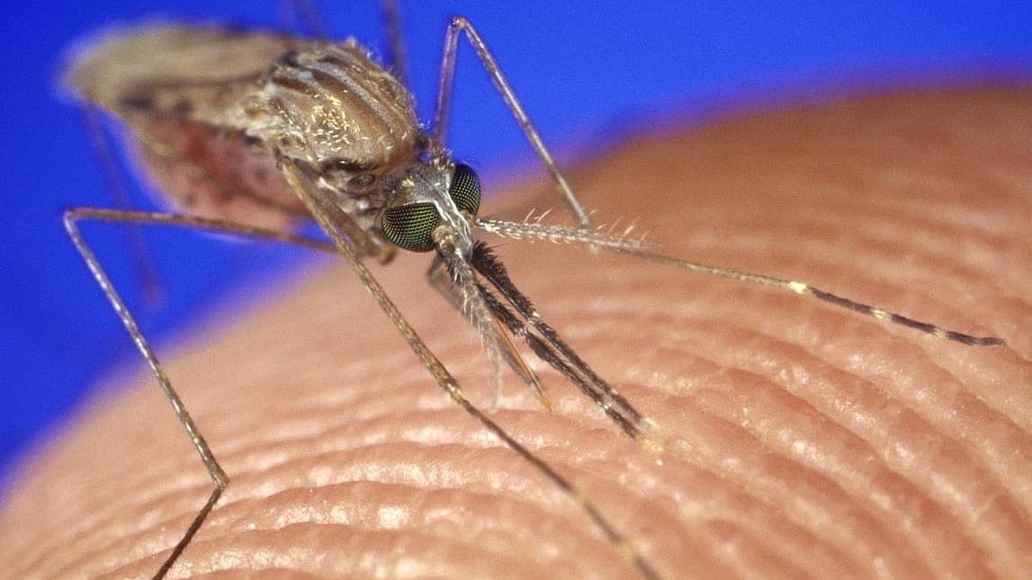 MP Reports 598 Malaria Cases in 7 Months