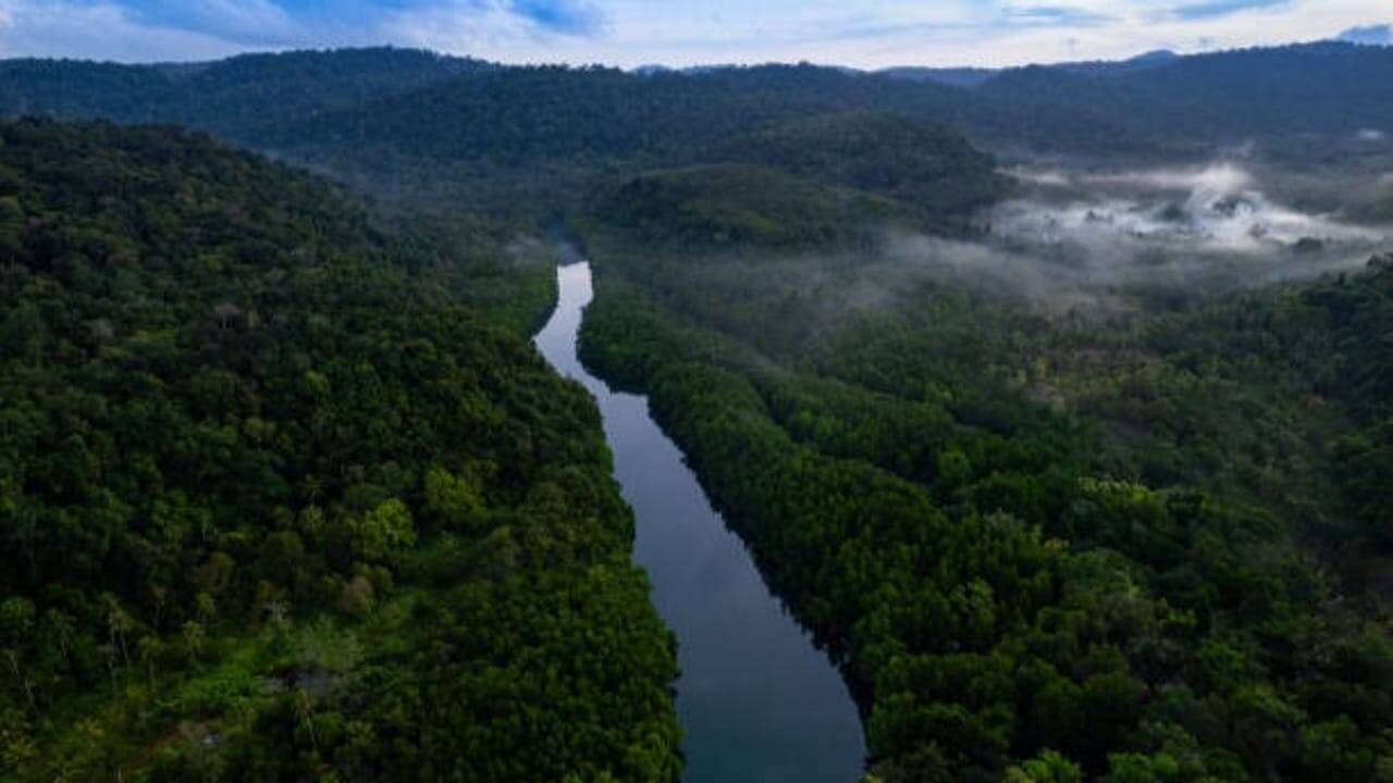 Tropical Forests Hit By Excessive Heat