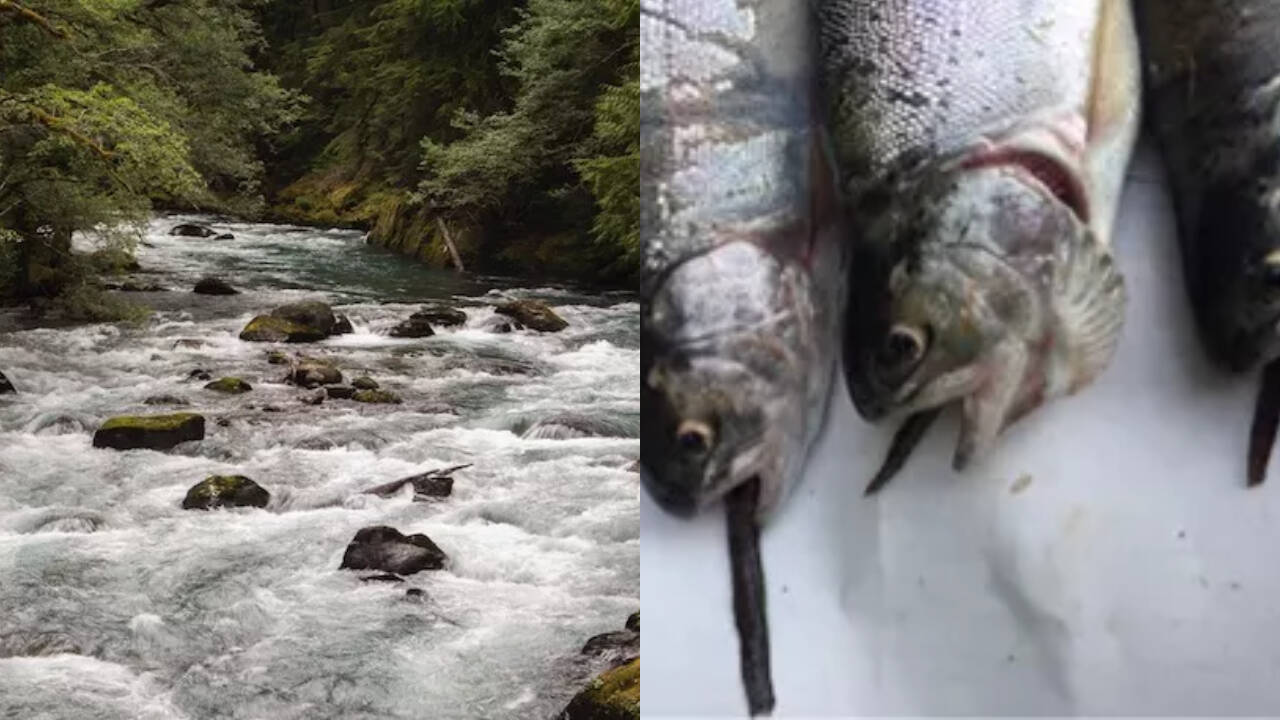 Mount Rainier Affects 35 Mountain Lakes