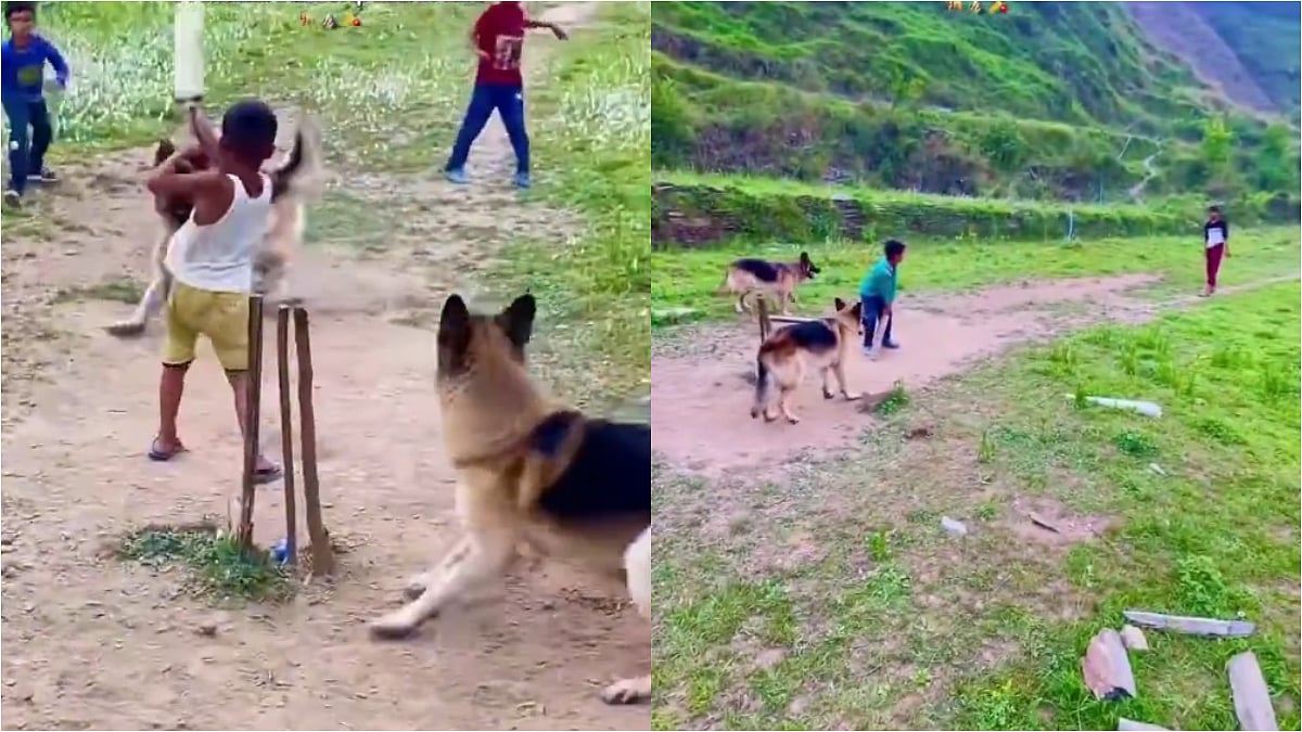 Dogs Keep Wickets in Viral Cricket Match