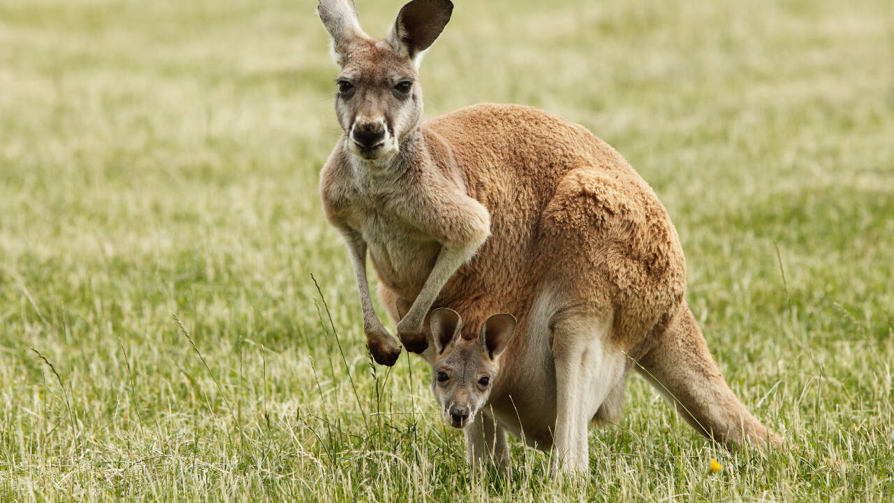 Kangaroos Develop Arms Early For Pouch Crawl