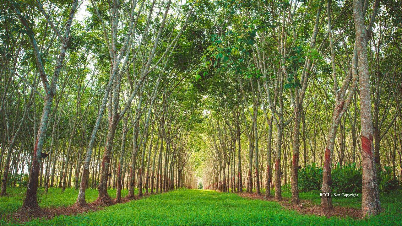 Ohio Family Restores 60 Acres of Mine Land
