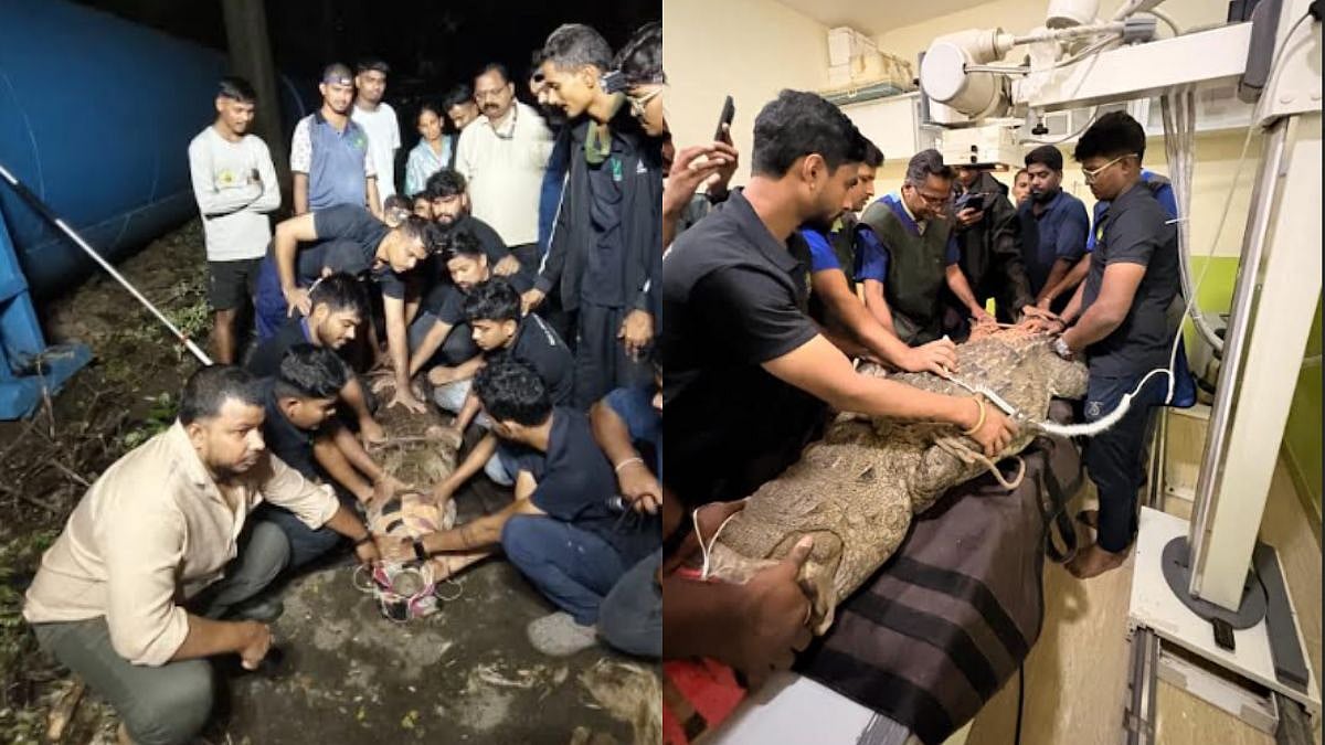8.5-Foot Crocodile Rescued in Powai
