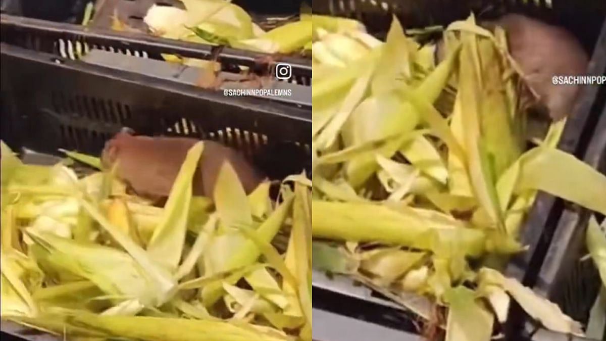 Rat Spotted Eating Corn at Mira Road Star Bazaar