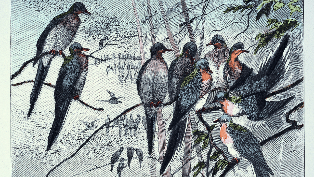 Passenger Pigeon Extinct by 1914