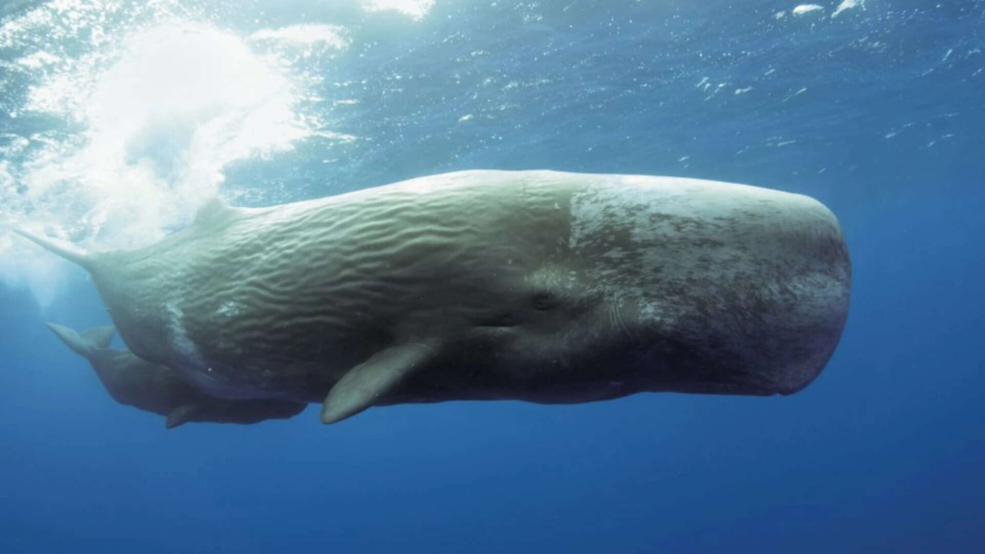 Sperm Whales Found To Have Dialects