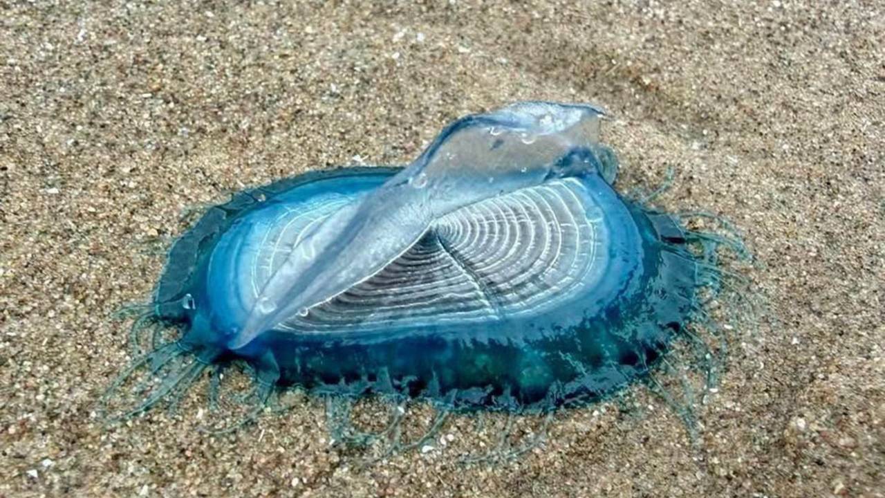 England Beach Hit by Hundreds of By-The-Wind Sailors