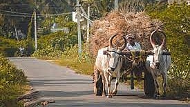 Three Sugar Mills Join PETA's 100% Bull-Free Movement