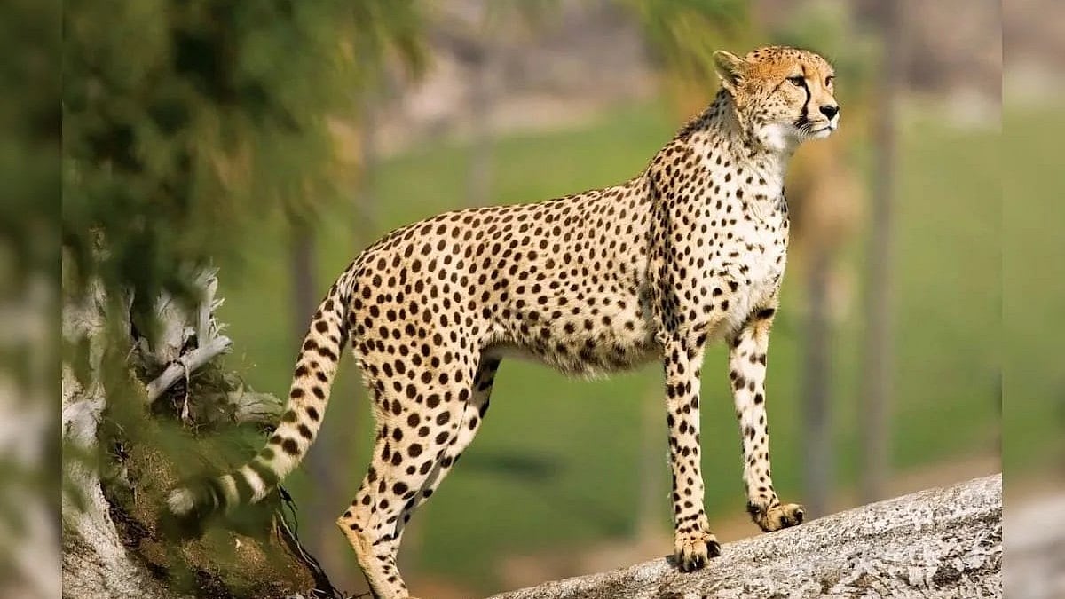 Monsoon Disrupts Cheetah Tracking In Kuno National Park