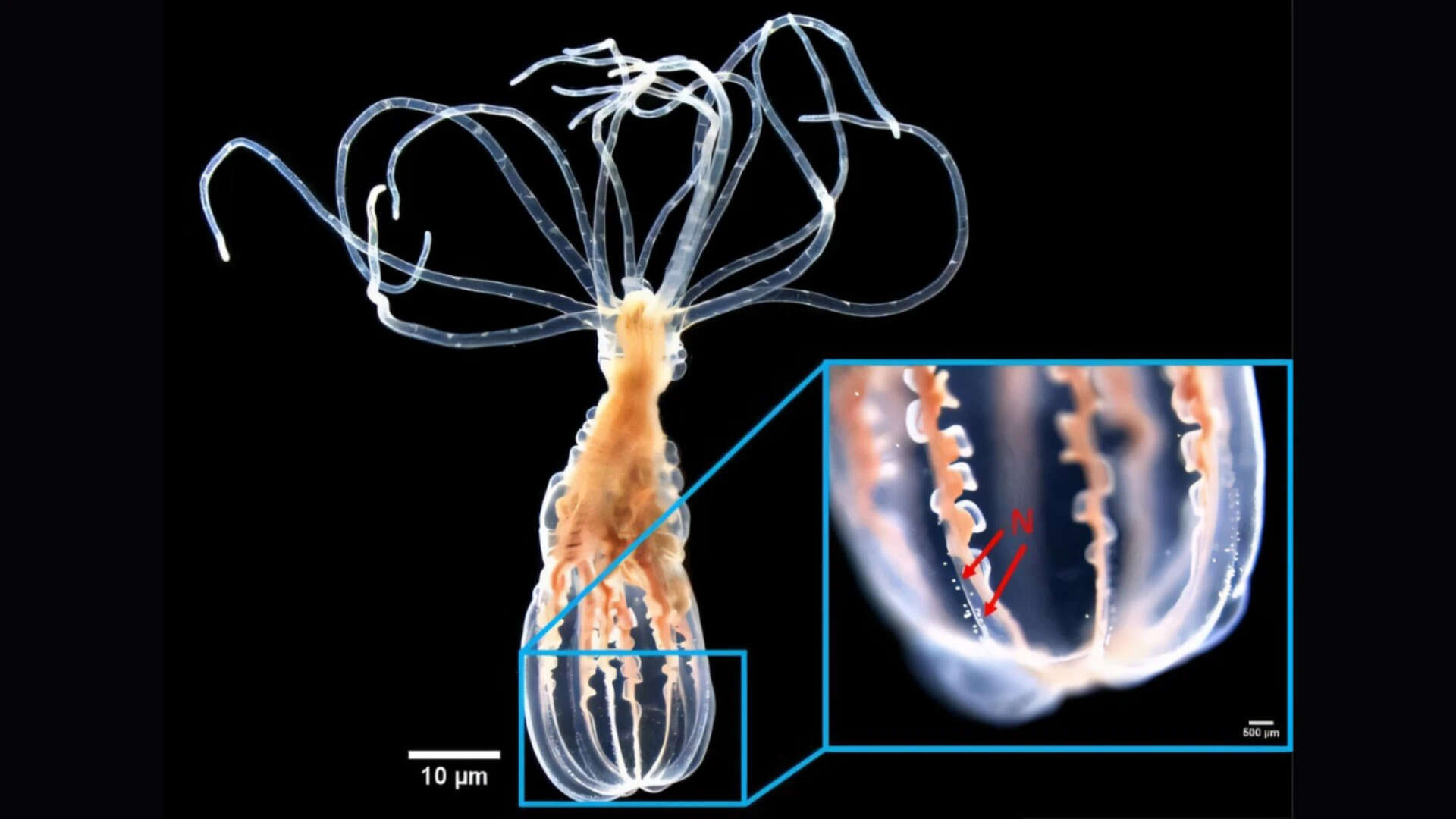 Sea Anemones Identify Helpful Bacteria