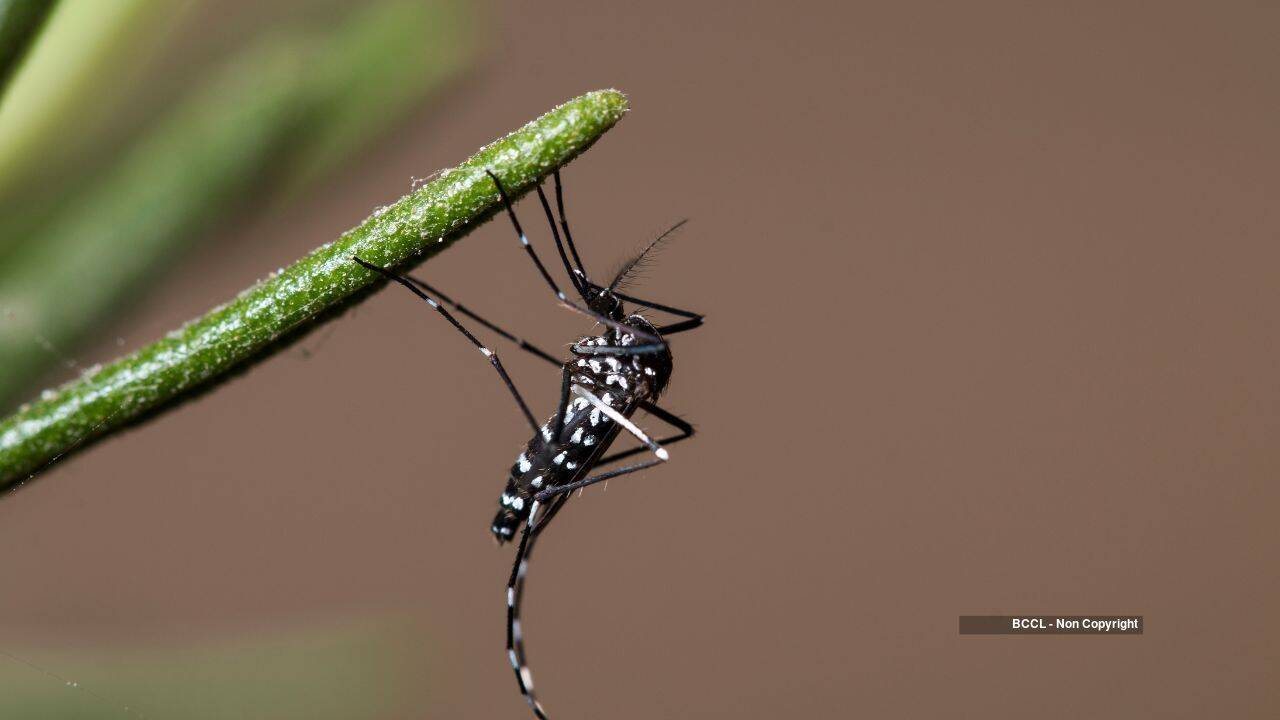 Rat Cleanup Wipes Out Mosquito Species