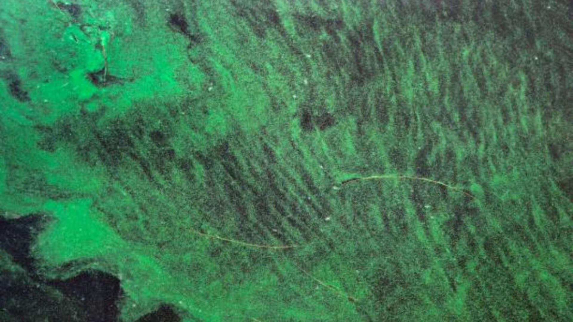 Florida Algae Blooms Release Airborne Toxins