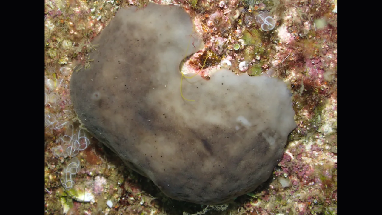 Scientists Transplant 42 Sea Sponges to Polluted Marina