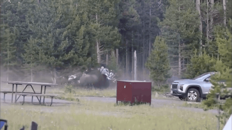 Bison Attacks Man at Yellowstone Park