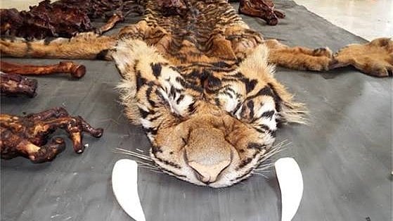 Notorious Tiger Poacher Sheru Pardi Arrested In MP