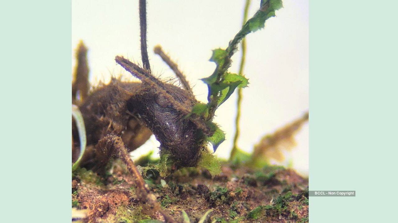 Zombie Fungus Found in Moss