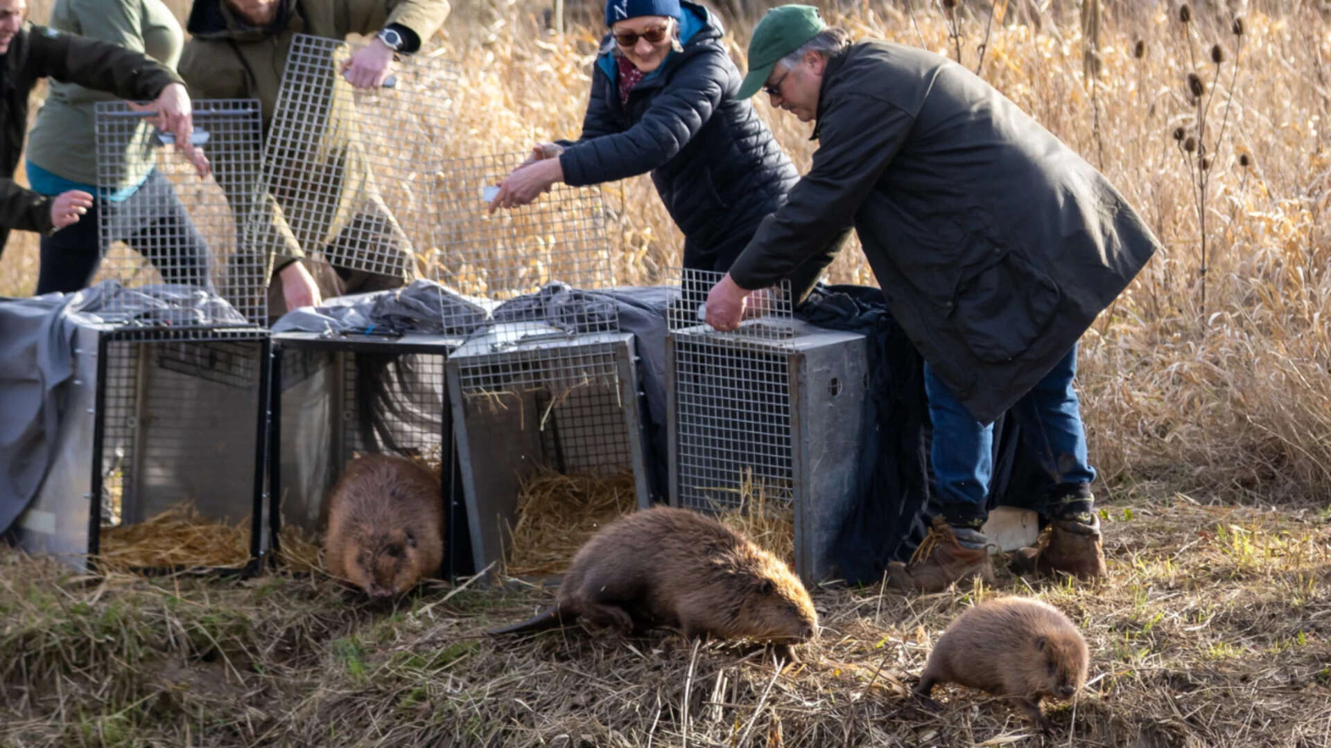 Beavers Boost Income At £13.8M Farm