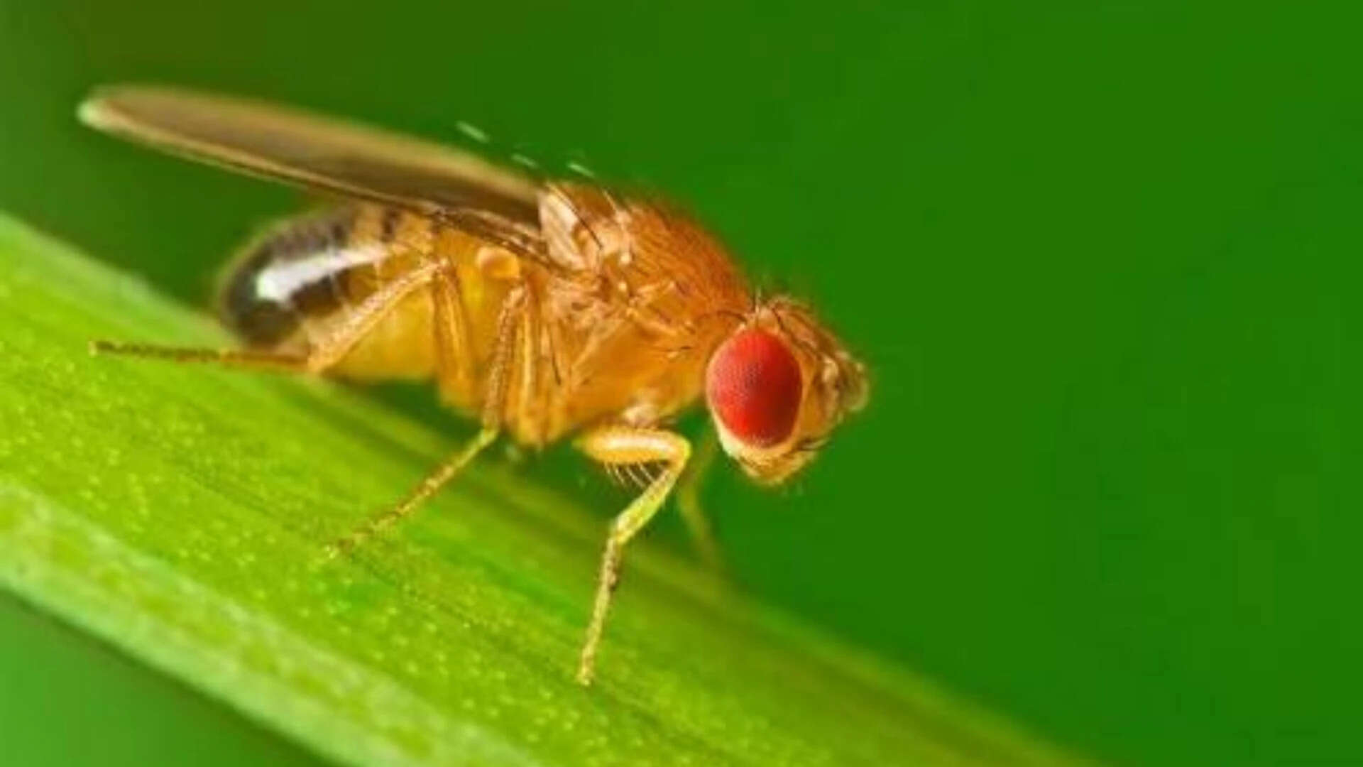 Fruit Flies Activate Winter Survival Mode