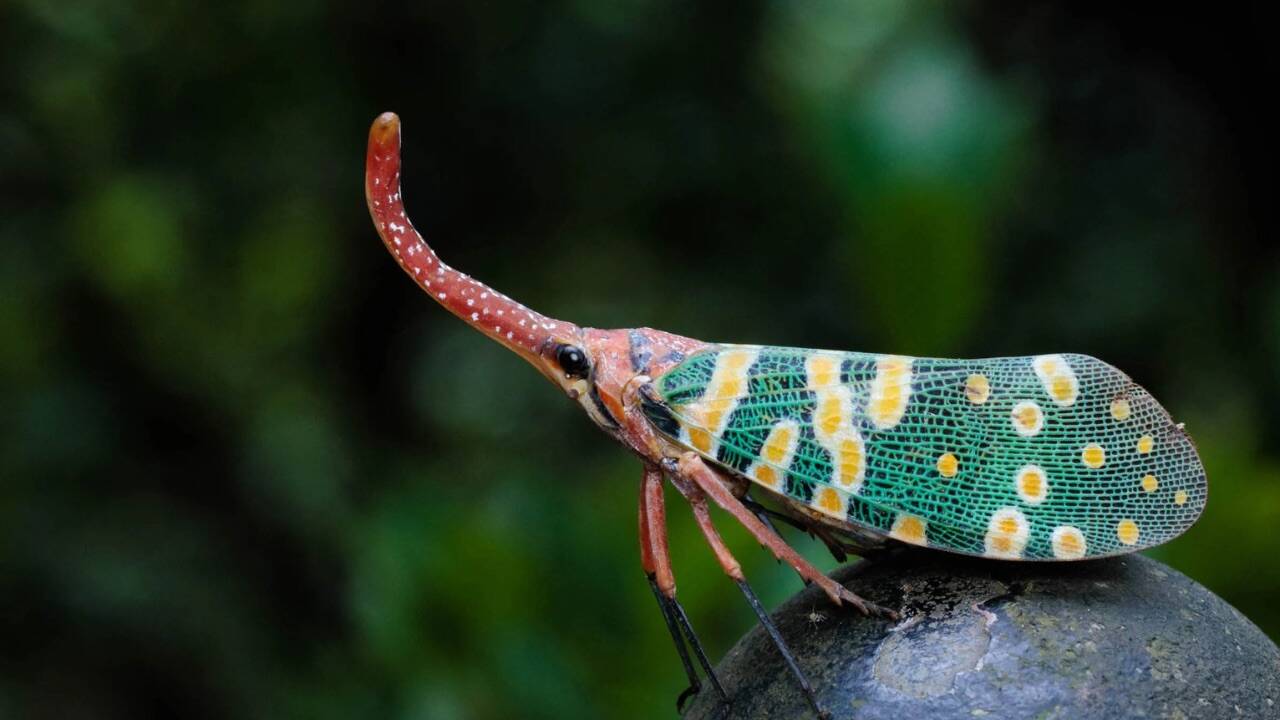 Earth May Have 20 Million Insect Species