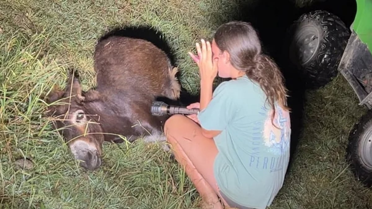 Georgia Cop Kills Pet Donkey During Search