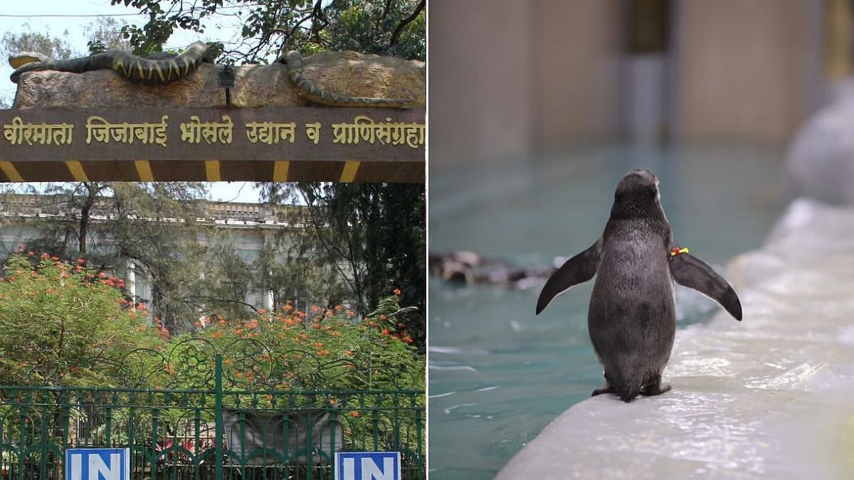 Byculla Zoo Welcomes 4 New Penguin Chicks