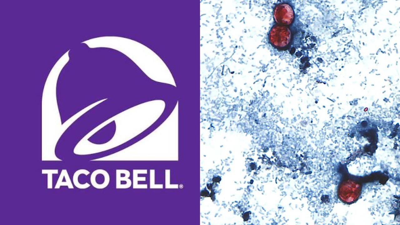 Taco Bell Probed in US Cyclospora Outbreak