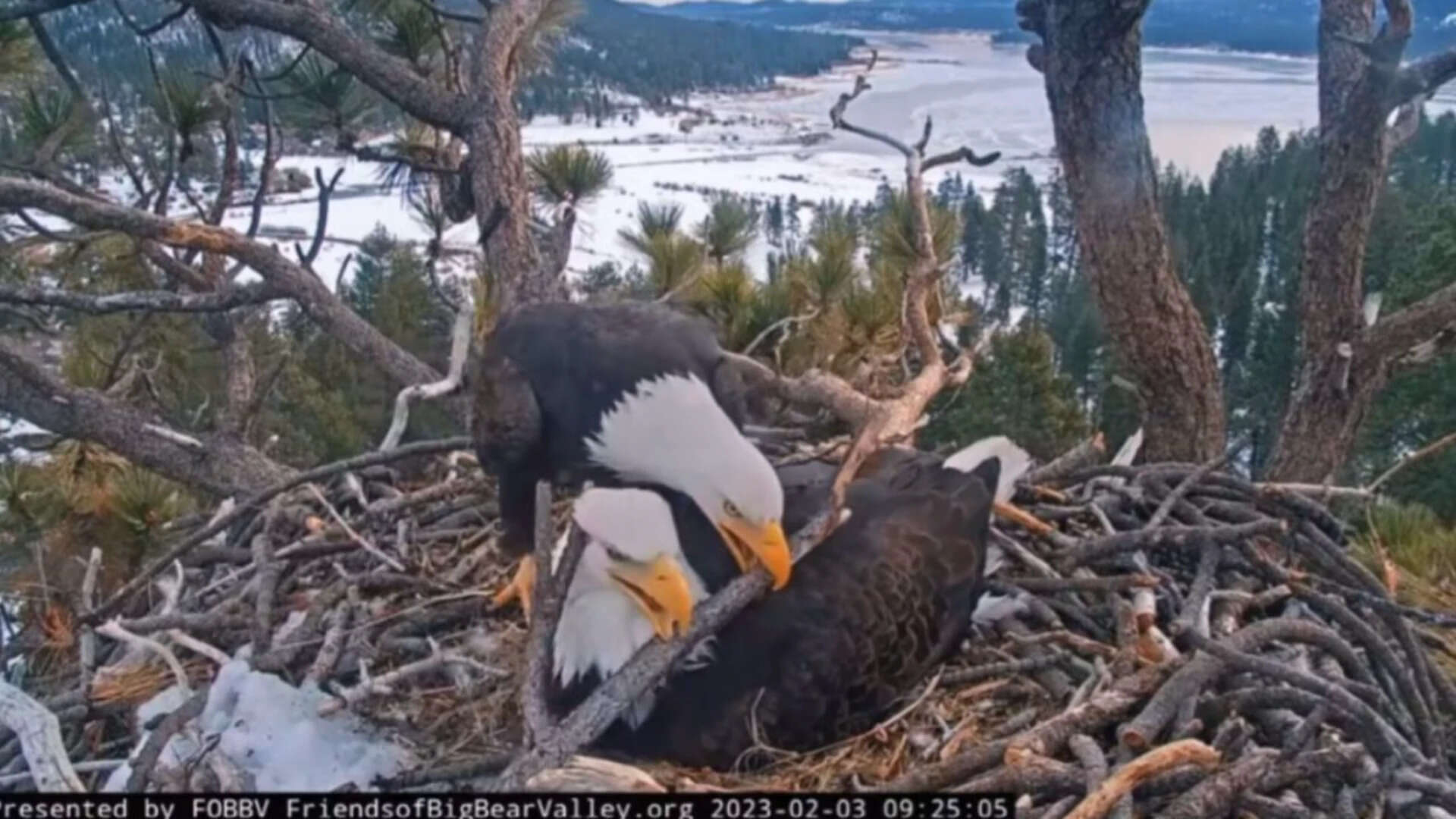 Big Bear Eagles Need $10M Habitat Rescue