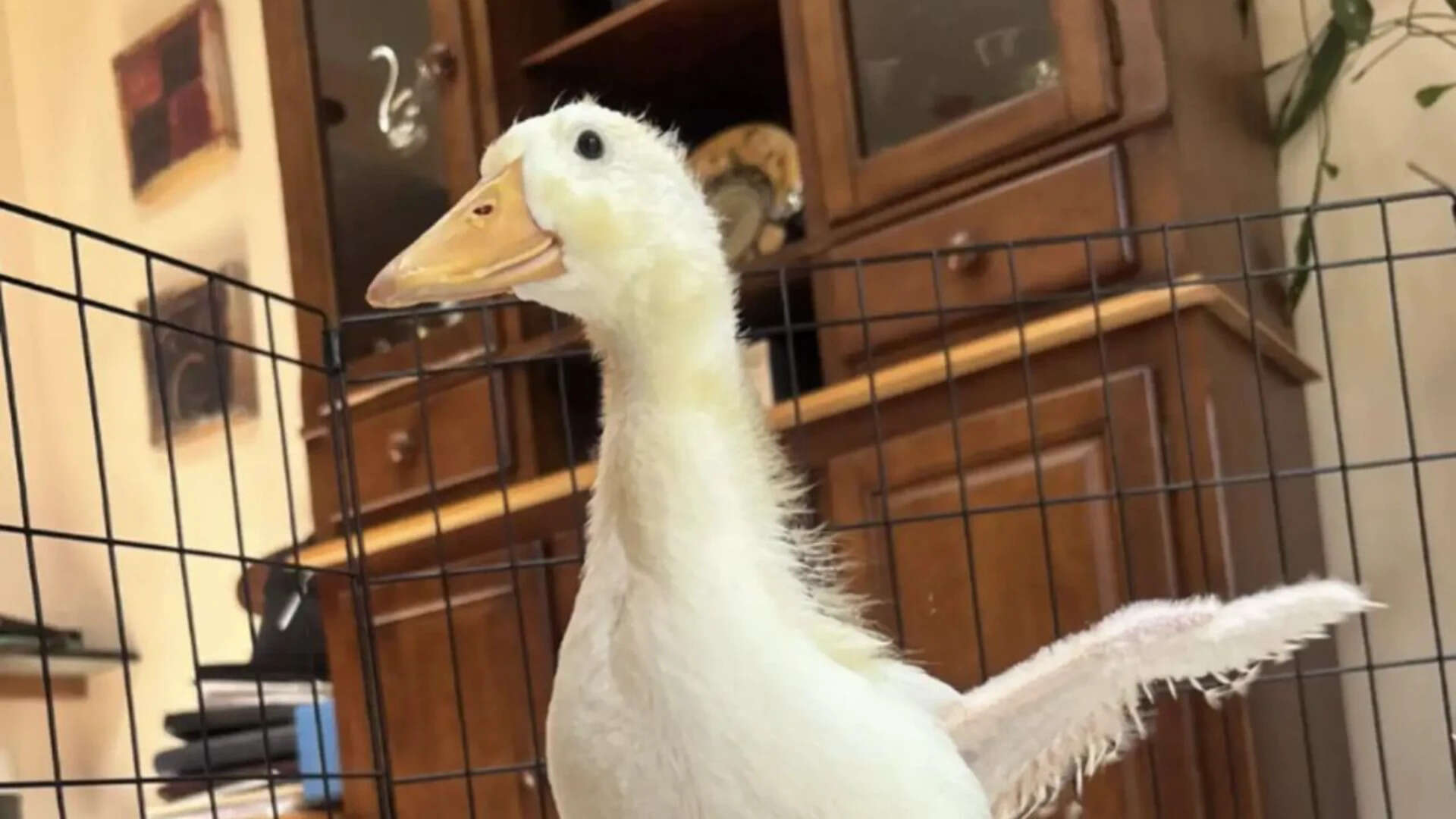 Duckling Chases Humans For Rescue