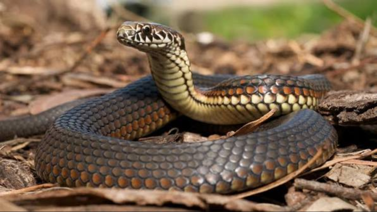 Aussie Snakes Have 5 Spine Zones