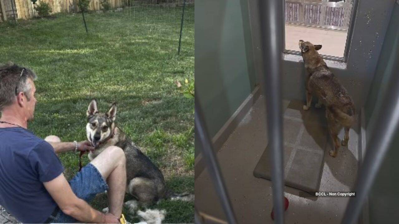Duke Shelter Dog Finds Home After Video Goes Viral