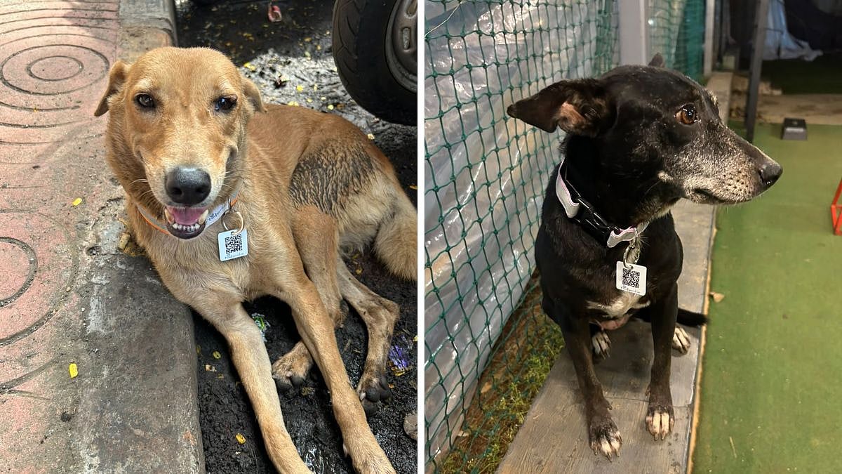 Mumbai Stray Dogs Get QR Collars For Digital Tracking