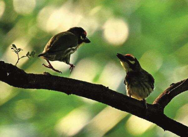Bhandup Bird Park to Host 250 Migratory Species
