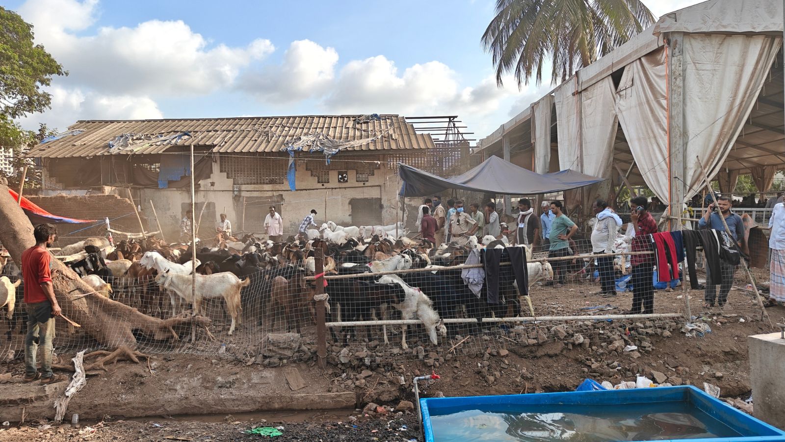 Mira Bhayandar Bans Goats, Qurbani in Housing Societies