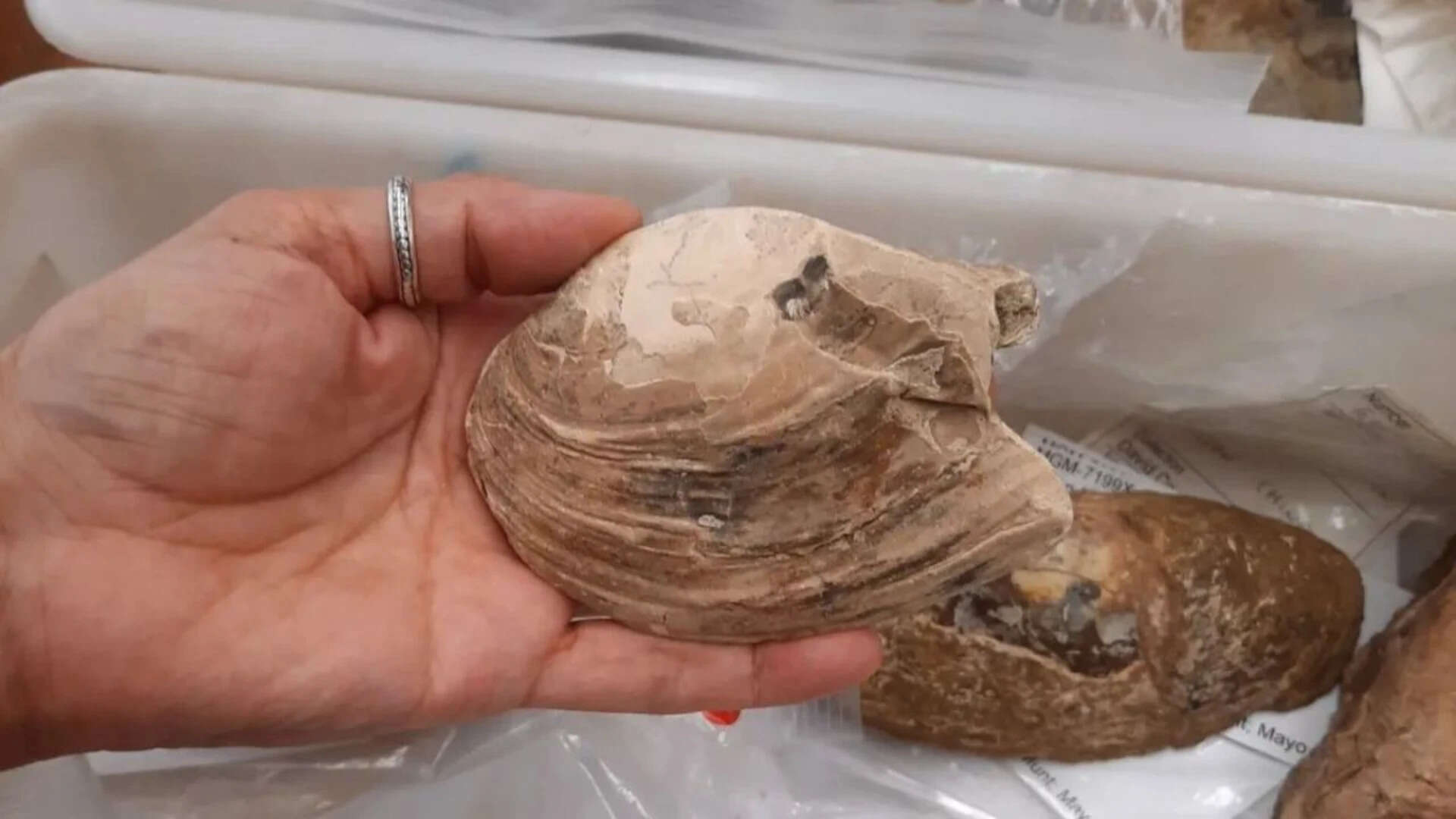 125-Million-Year-Old Fossil Reveals Unique Reproduction Method