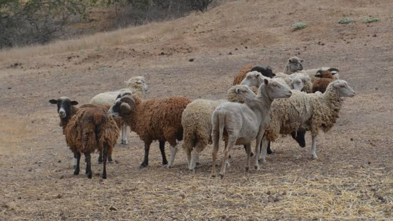 Santa Cruz Island Removes 21,400 Feral Sheep