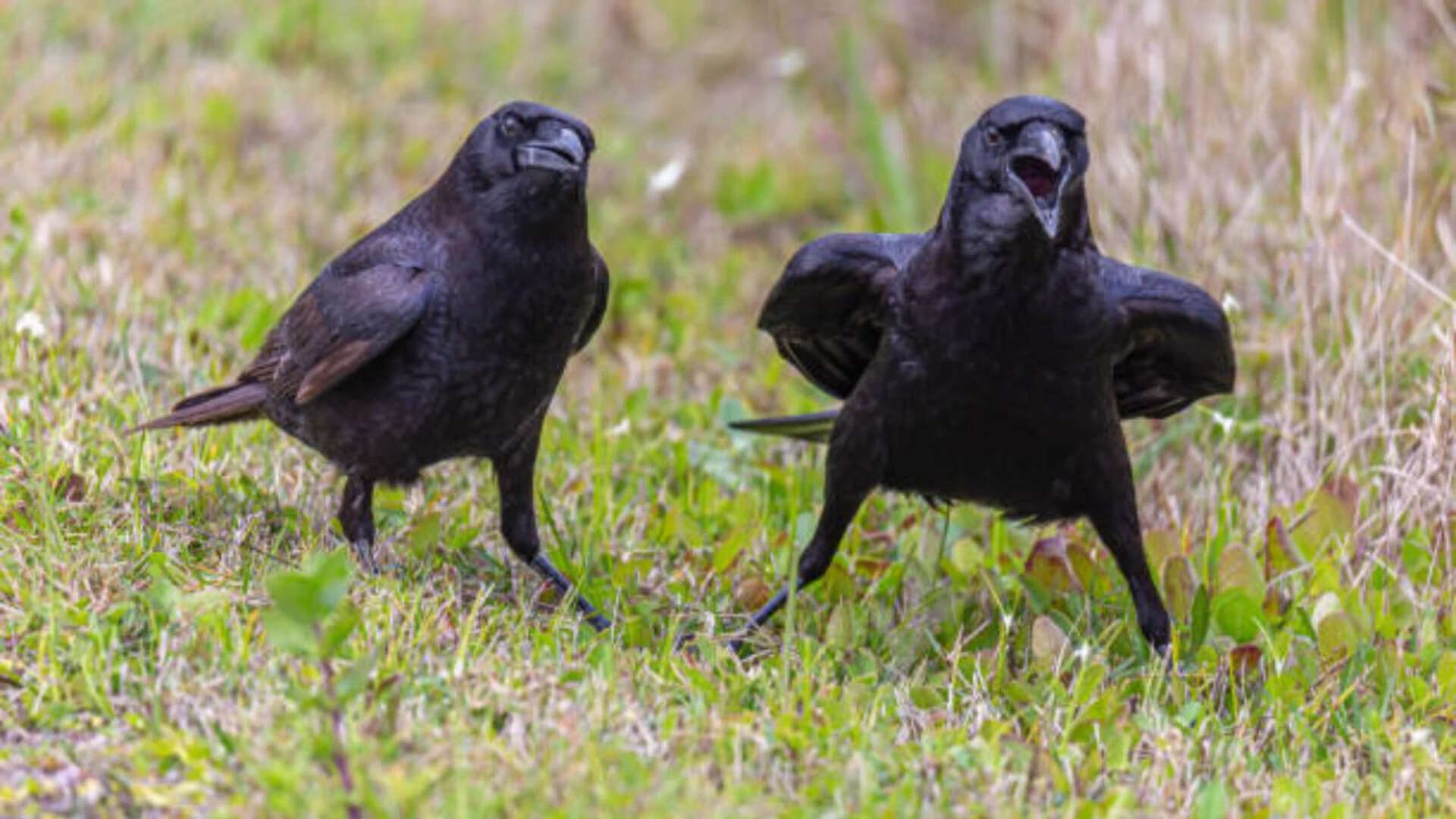 Crows Hold Grudges Up To 17 Years
