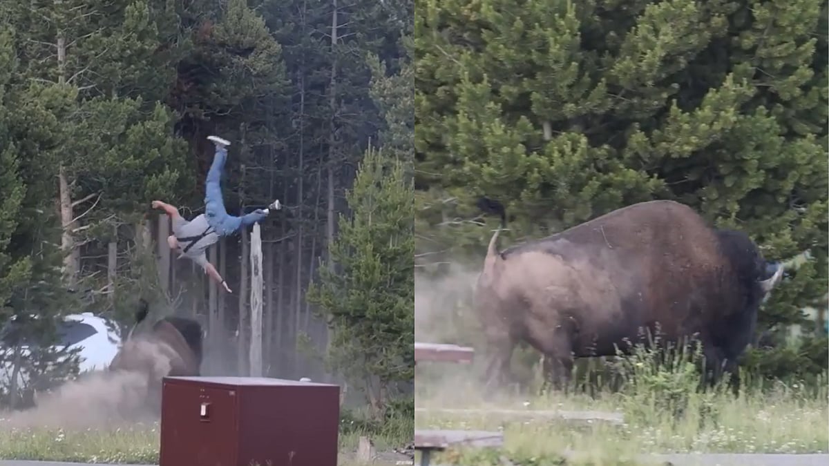 Bison Attacks Tourist at Yellowstone Park