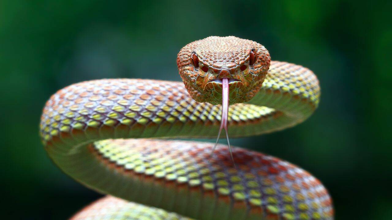 Balkan Peninsula to Become Snake Refuge