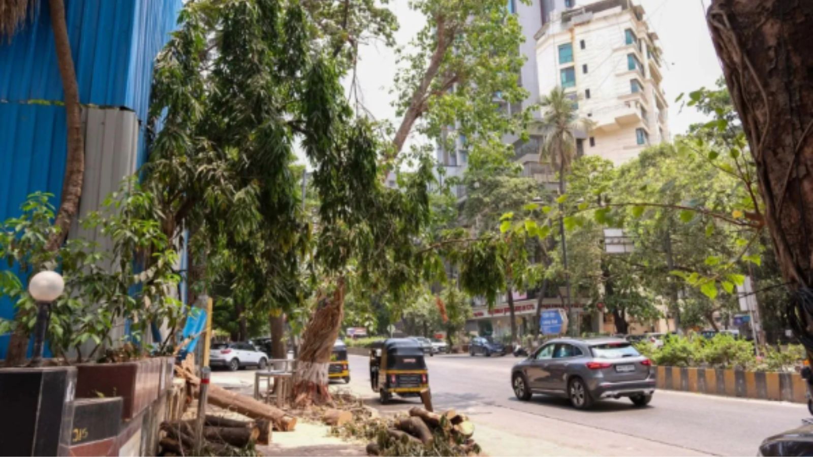 BMC Seeks Help From IIT, MU On Tree Roots