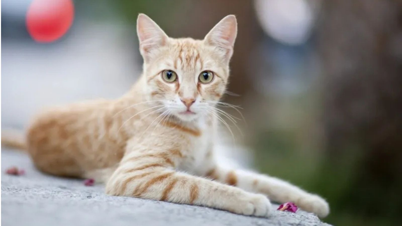 Mumbai Sees Six Cat Deaths in Three Days