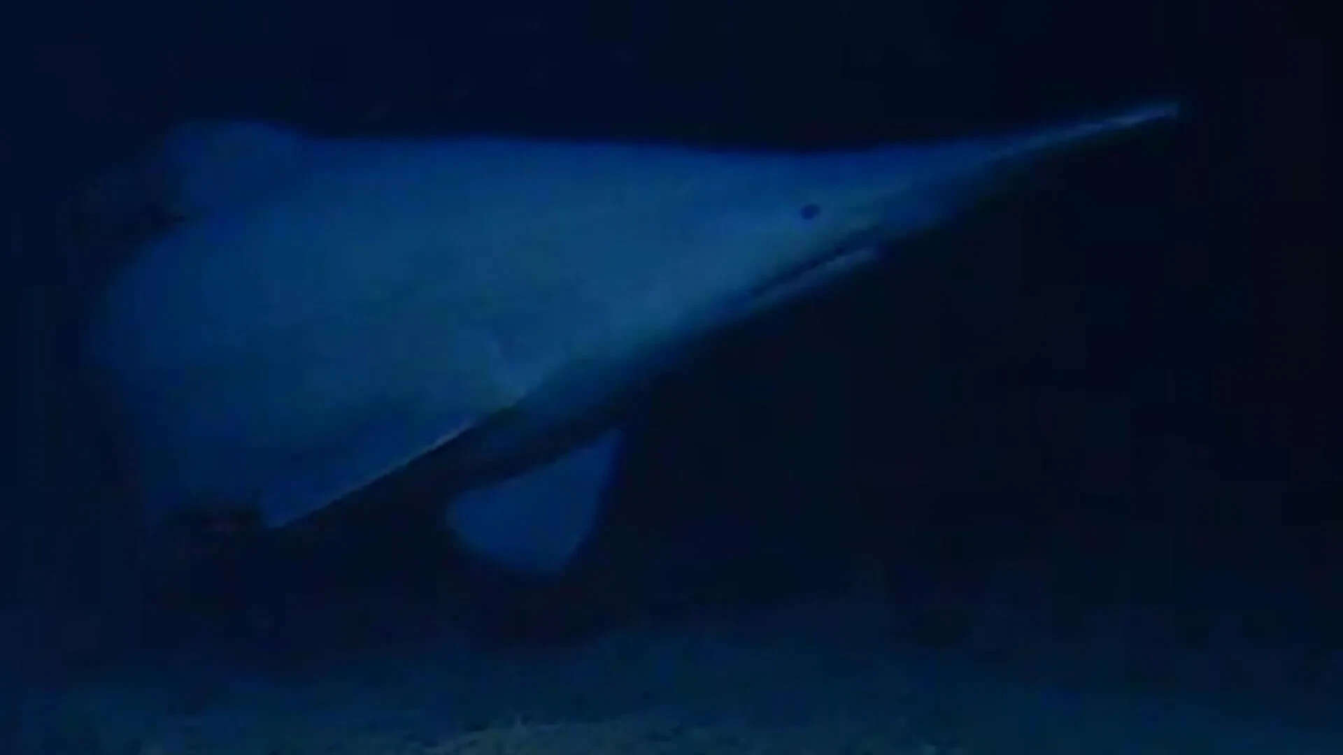 Goblin Sharks Filmed Alive In Deep Sea