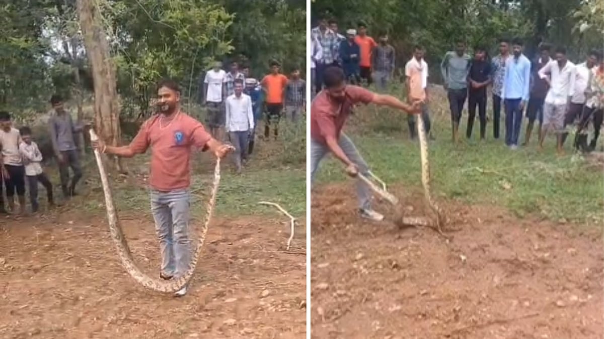 15-Feet-Long Python Rescued in MP's Chhatarpur