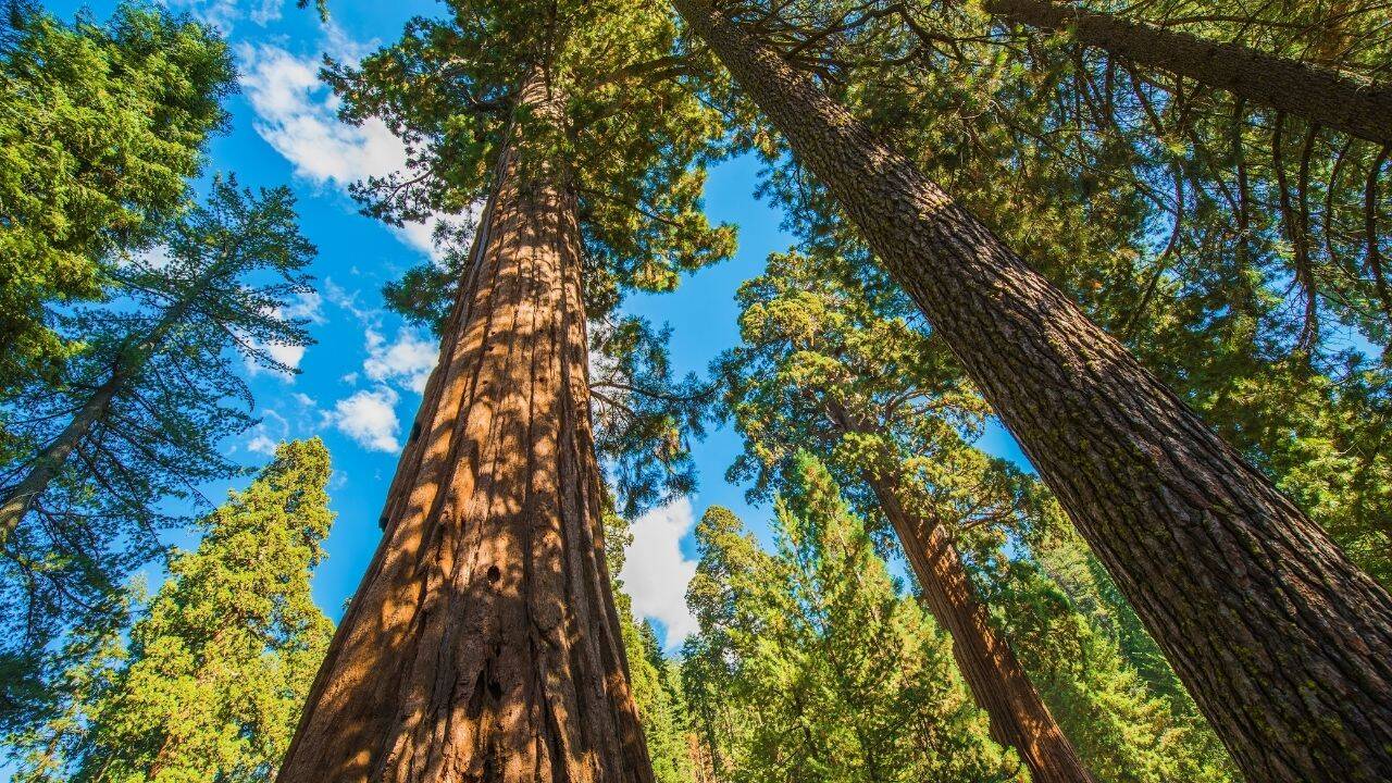 California Fires Destroy 1 in 5 Giant Sequoias