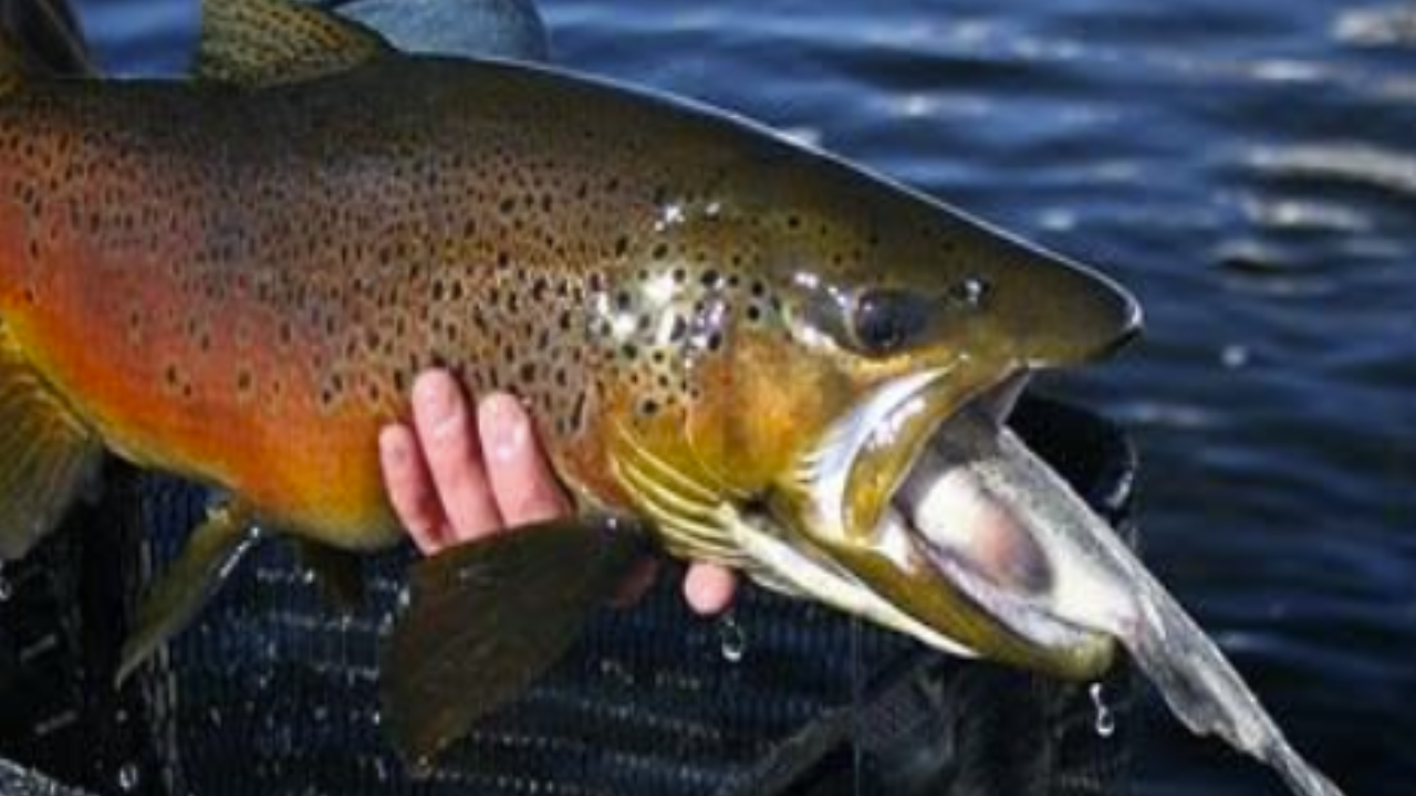 Grand Canyon Removes Invasive Fish, Rainbow Trout Drop Below 10%