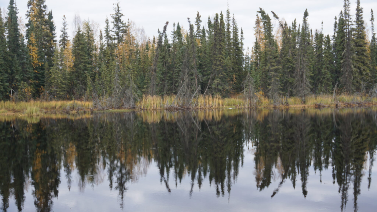 Boreal Forests Keep Permafrost 1m Cooler