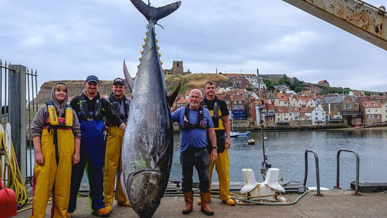 Giant 746lb Tuna Caught Off Yorkshire Coast