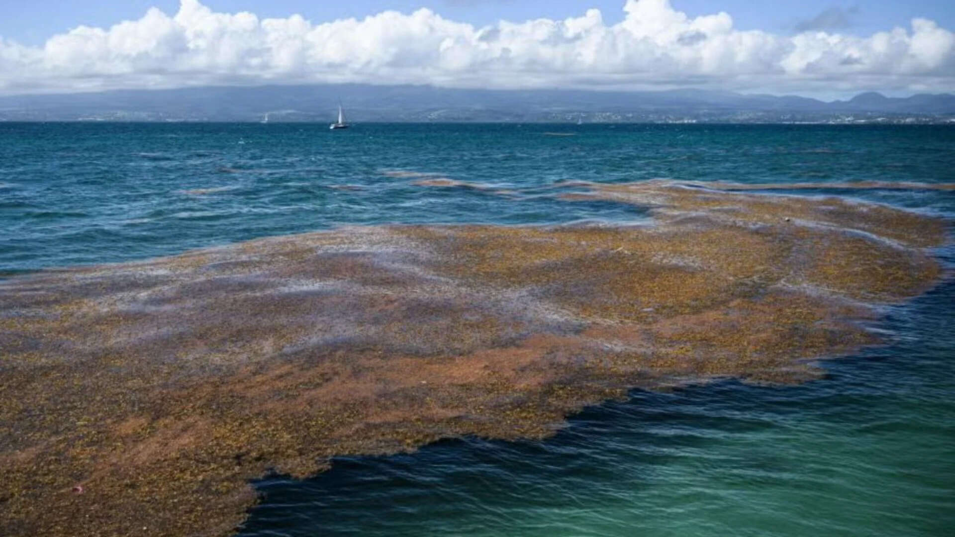 5,000-Mile Seaweed Belt Found Across Atlantic